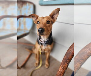 Australian Kelpie-Unknown Mix Dogs for adoption in New London, WI, USA