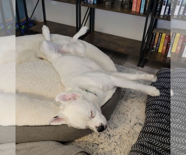 Medium Photo #8 Great Pyrenees-Unknown Mix Puppy For Sale in Fargo, ND, USA