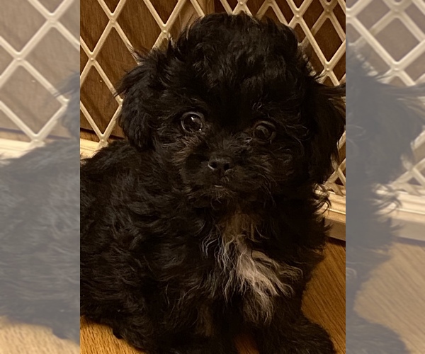 Medium Photo #1 Peke-A-Poo Puppy For Sale in GRAND PRAIRIE, TX, USA