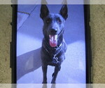 Small Photo #1 Dutch Shepherd Dog Puppy For Sale in TUCSON, AZ, USA