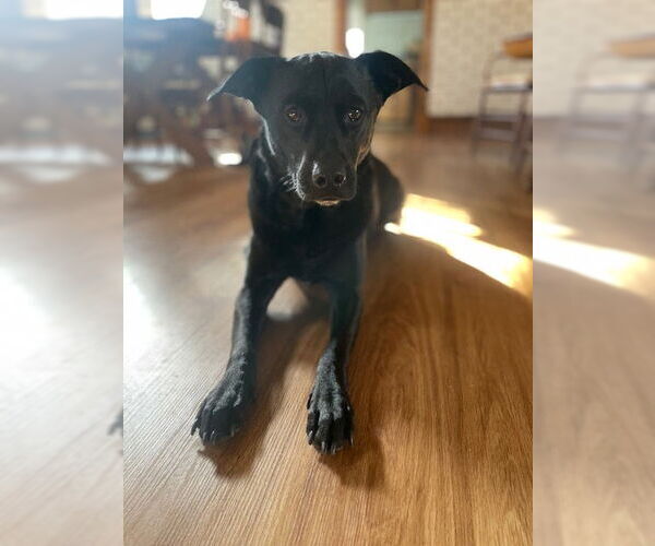 Medium Photo #13 Labrador Retriever-Unknown Mix Puppy For Sale in Minneapolis, MN, USA