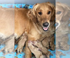 Mother of the Golden Retriever puppies born on 10/23/2021