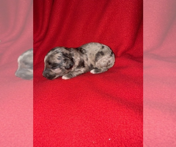 Medium Photo #2 Cavapoo-Poodle (Miniature) Mix Puppy For Sale in MUNFORDVILLE, KY, USA