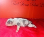 Puppy 2 American Bully