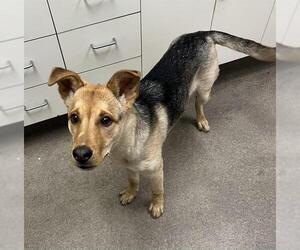 German Shepherd Dog Dogs for adoption in HESPERIA, CA, USA