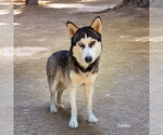 Small #7 Siberian Husky