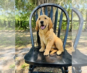 Golden Retriever Puppy for Sale in OCALA, Florida USA