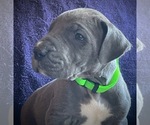 Small Photo #3 Great Dane Puppy For Sale in SALEM, NJ, USA