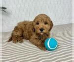 Small Photo #3 Cavapoo Puppy For Sale in GREENFIELD, IN, USA