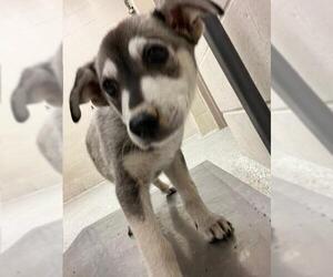Labrador Retriever-Unknown Mix Dogs for adoption in Conroe, TX, USA