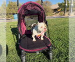Small Photo #4 Bulldog-Unknown Mix Puppy For Sale in Las Vegas, NV, USA