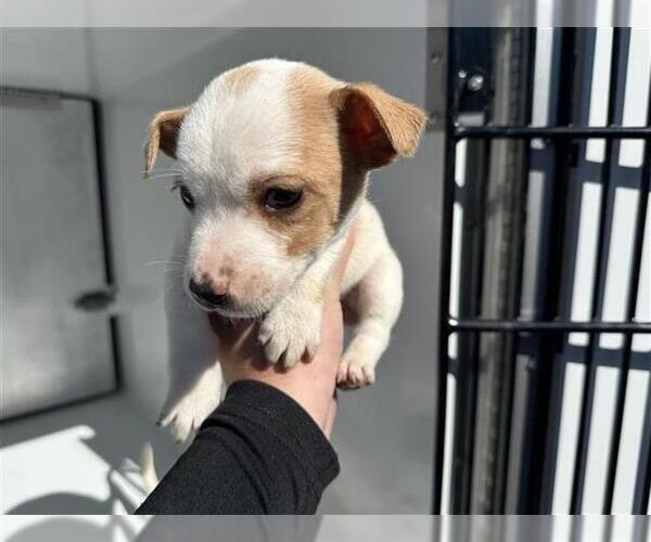 Medium Photo #1 Chihuahua-Unknown Mix Puppy For Sale in Houston, TX, USA