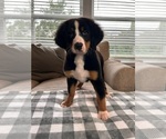 Small Photo #2 Bernese Mountain Dog Puppy For Sale in INDIANAPOLIS, IN, USA