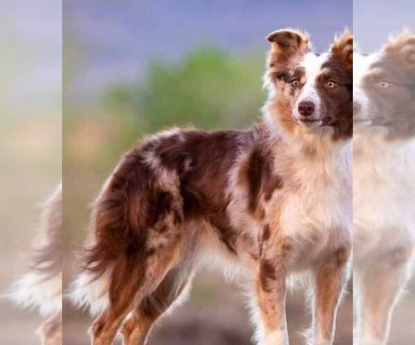 Medium Photo #1 Border Collie Puppy For Sale in BYBEE, TN, USA