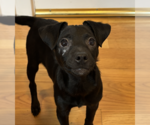 Small Photo #3 Chihuahua-Unknown Mix Puppy For Sale in Bellevue, WA, USA