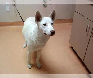 Medium German Shepherd Dog Mix