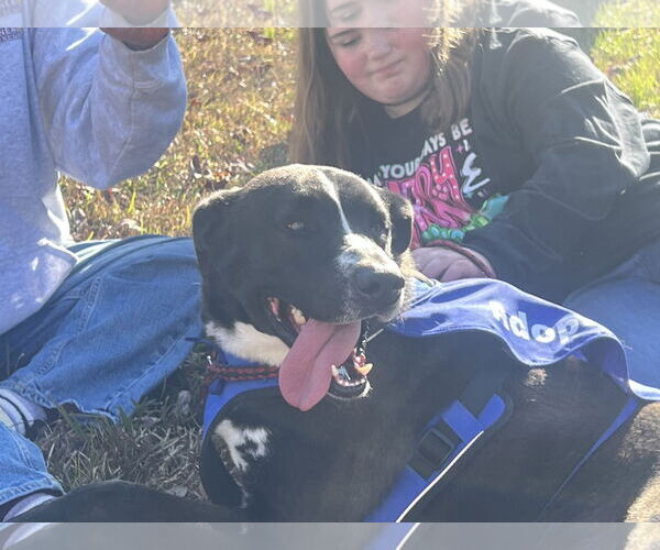 Medium Photo #7 Labrador Retriever-Mountain Cur Mix Puppy For Sale in Farmerville, LA, USA