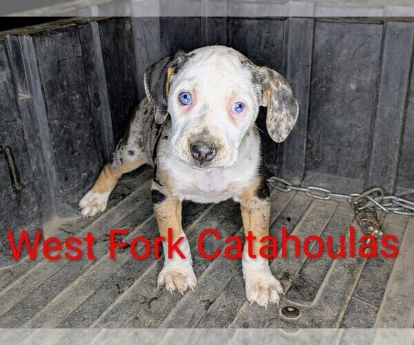 Medium Photo #7 Catahoula Leopard Dog Puppy For Sale in WINDOM, MN, USA