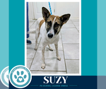 Suzy (Mom to the Smarty Pants Pups) 100326 - Female Mutt Dog for Adoption - Small photo