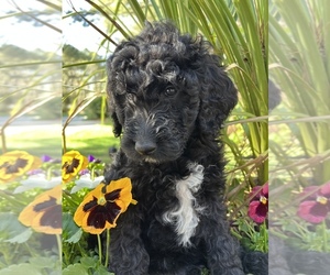 Goldendoodle-Poodle (Standard) Mix Puppy for sale in RALEIGH, NC, USA