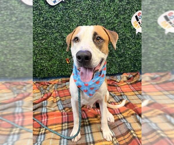 Medium Photo #2 Labrador Retriever-Saint Bernard Mix Puppy For Sale in Corpus Christi, TX, USA