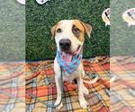 Small #1 Labrador Retriever-Saint Bernard Mix