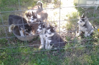 Siberian Husky Puppy for sale in HAZELWOOD, MO, USA