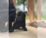 Small #4 Shepradors