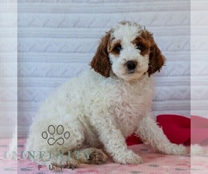 Goldendoodle (Miniature) Puppy for sale in LITITZ, PA, USA