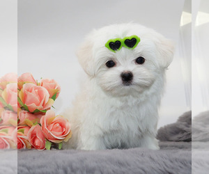 Maltese Puppy for sale in LOS ANGELES, CA, USA