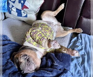 American Pit Bull Terrier-Unknown Mix Dogs for adoption in Houston, TX, USA