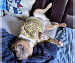 Small American Pit Bull Terrier Mix
