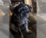 Small Pug