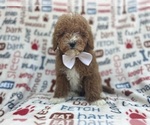 Small #8 Poodle (Miniature)