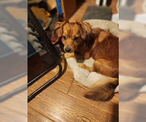 Rusty - OC - Male Dachshund-Unknown Mix Dog for Adoption - Photo #2
