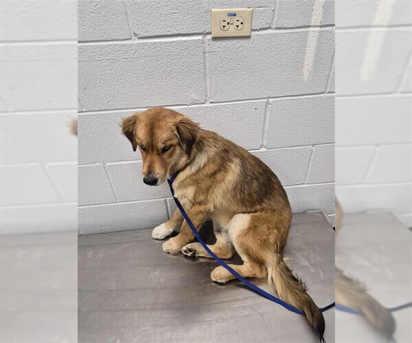 Medium Photo #1 Golden Retriever-Unknown Mix Puppy For Sale in Corpus Christi, TX, USA