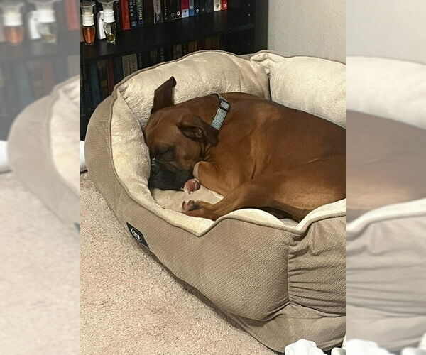 Medium Photo #7 Boxer Puppy For Sale in  Katy, TX, USA