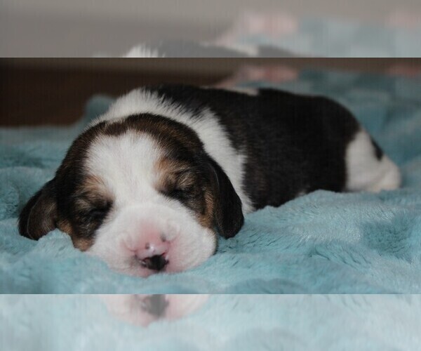 Medium Photo #2 Beagle Puppy For Sale in MORRILL, KS, USA