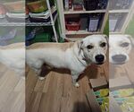 Small #2 American Staffordshire Terrier Mix