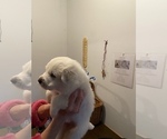 Small Photo #3 Great Pyrenees Puppy For Sale in NEWTONVILLE, NJ, USA