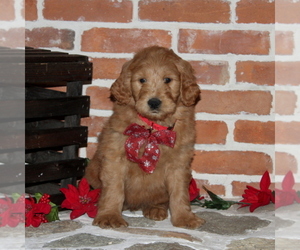 Goldendoodle Puppy for sale in PEACH BOTTOM, PA, USA
