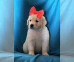 Small Photo #2 Golden Retriever Puppy For Sale in NUNN, CO, USA