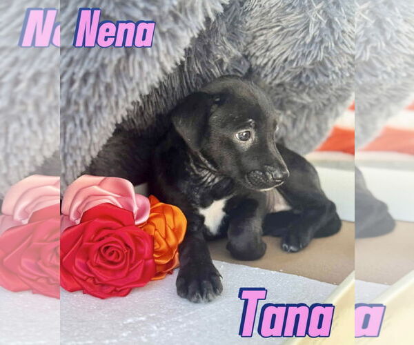 Medium Photo #1 Labrador Retriever-Unknown Mix Puppy For Sale in Jefferson, NJ, USA
