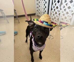 Savvy - Female Mutt Dog for Adoption - Photo #2