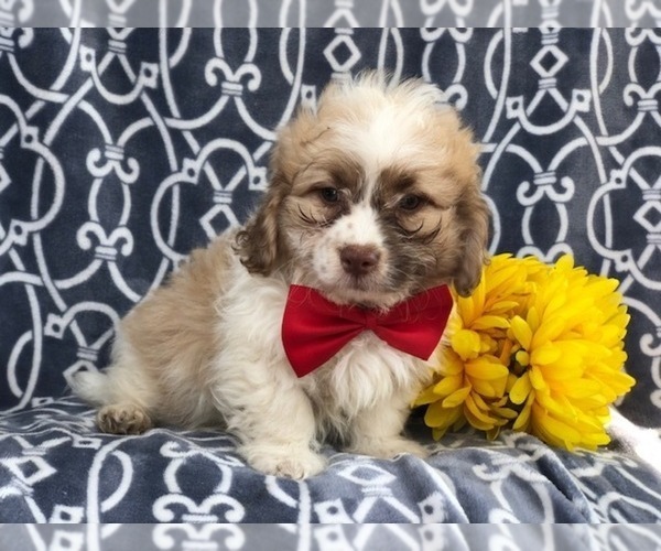 Medium Photo #13 Zuchon Puppy For Sale in LAKELAND, FL, USA