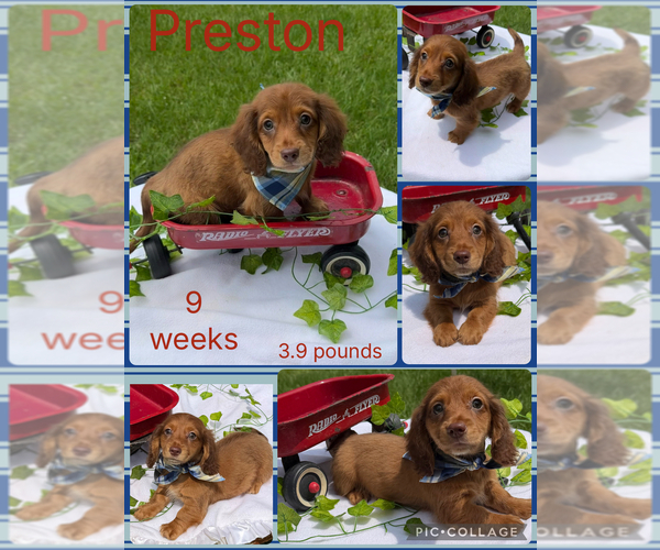 Medium Photo #1 Dachshund Puppy For Sale in NACOGDOCHES, TX, USA