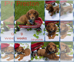 Image preview for Ad Listing. Nickname: Preston