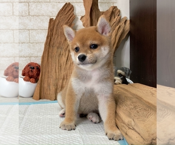 Medium Photo #6 Shiba Inu Puppy For Sale in BEVERLY HILLS, CA, USA