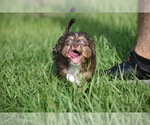 Small #3 Miniature Australian Shepherd