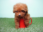 Small #9 Poodle (Miniature)